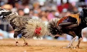 Kodi Pandalu మీరే రాజు కావాలా? ఈ కుక్కుట శాస్త్రం ట్రిక్స్ తెలిస్తే ఇక తిరుగుండదు!