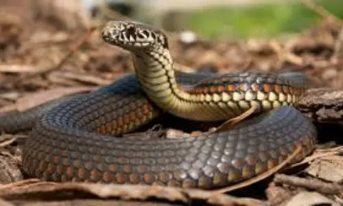 Snakes: పాములు ఆహారం లేకుండా ఎంత కాలం జీవిస్తాయో తెలుసా? అస్సలు ఊహించి ఉండరు..!!