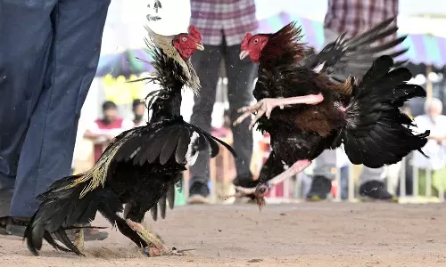 Bhimavaram: సంక్రాంతి జోష్.. భీమవరంలో గది అద్దె రూ. లక్ష! కోడి పందేల కోసం కోట్లు కుమ్మరిస్తున్న పందెంగాళ్లు Bhimavaram: సంక్రాంతి జోష్.. భీమవరంలో గది అద్దె రూ. లక్ష! కోడి పందేల కోసం కోట్లు కుమ్మరిస్తున్న పందెంగాళ్లు