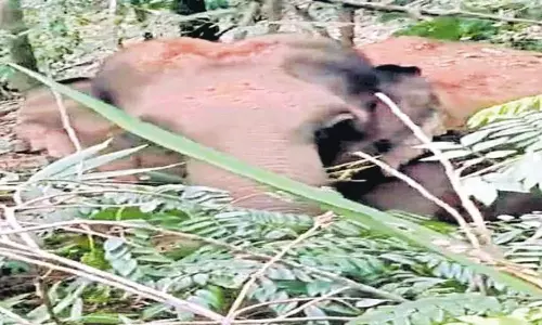 Elephant: తిరుపతి ఘాట్ రోడ్డులో ఏనుగు కలకలం