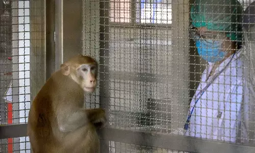 China Monkey Shortage