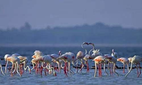 Flamingo Festival 2026: పక్షుల పండుగతో పులికాట్‌ కళకళ