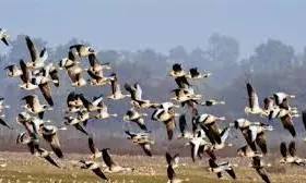 Bird Hunting in Prakasam: గాల్లోనే నేలరాలుతున్న విదేశీ పక్షులు.. రోజుకు 100కు పైగా మృత్యువాత!