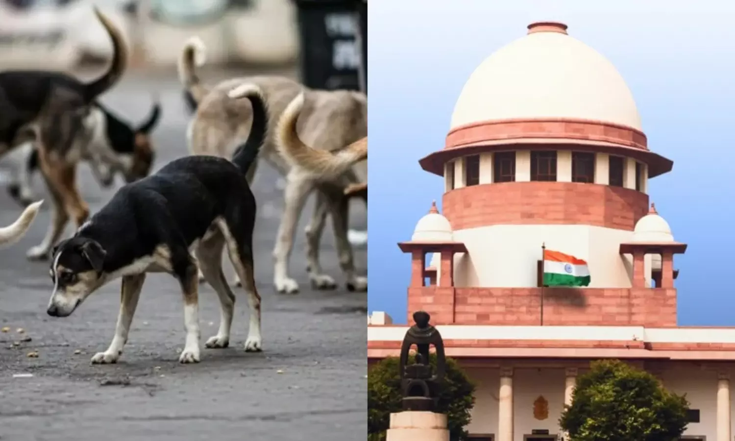 Street Dogs: వీధి కుక్కల దాడిలో గాయాలైతే తిండిపెట్టిన వారిదే బాధ్యత – సుప్రీంకోర్టు కీలక వ్యాఖ్యలు Street Dogs: వీధి కుక్కల దాడిలో గాయాలైతే తిండిపెట్టిన వారిదే బాధ్యత – సుప్రీంకోర్టు కీలక వ్యాఖ్యలు