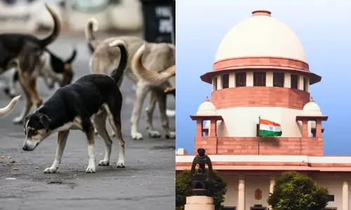 Street Dogs: వీధి కుక్కల దాడిలో గాయాలైతే తిండిపెట్టిన వారిదే బాధ్యత – సుప్రీంకోర్టు కీలక వ్యాఖ్యలు