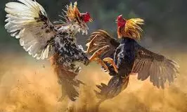 Sankranti 2026: పల్లెల్లో మొదలైన కోడి పందేల హోరు.. వినోదం ఓకే కానీ జర భద్రం!