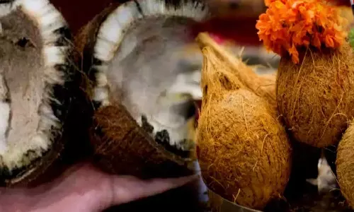 Spoiled Coconut in Pooja