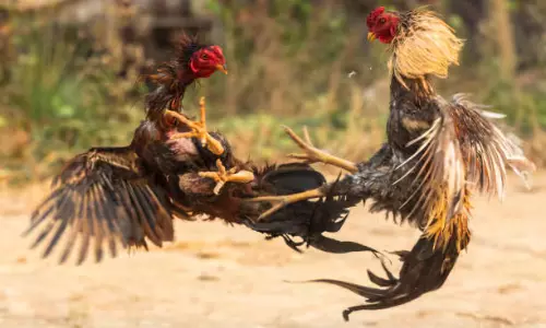 West Godavari: పశ్చిమ గోదావరిలో రికార్డు కోడి పందెం.. రూ.1.53 కోట్లు గెలిచిన పందెం రాయుడు