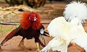 Sankranti Rooster Fights.. పంజా విసురుతున్న పుంజులు! రెండ్రోజుల్లోనే రూ. 1,000 కోట్లు హాంఫట్!