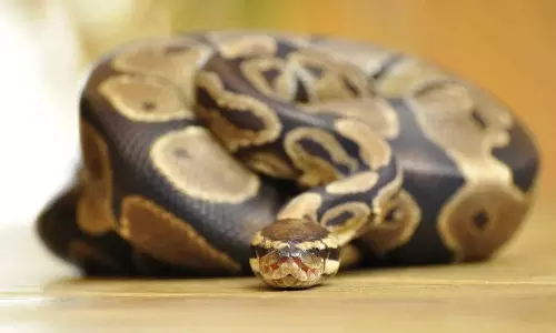 Viral: మృత్యువు ఒడిలో నిద్రపోవడమంటే ఇదే..8 అడుగుల కొండచిలువతో బెడ్ షేర్ చేసుకున్న మహిళ