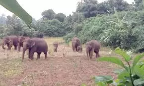 Elephant Herd Spreads: అర్ధరాత్రి రోడ్డుపైకి గజరాజులు.. భక్తుల్లో ఆందోళన!