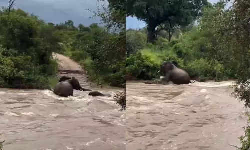 Viral Video: నది ప్రవాహంలో కొట్టుకుపోతున్న పిల్ల ఏనుగును కాపాడిన తల్లి ..!