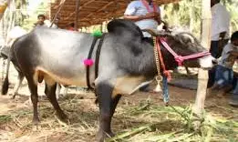 Andhra Pradesh పశువుకు ఎంత బీమా అందుతుంది?