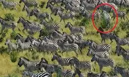 Optical Illusion Challenge: ఈ జీబ్రాల మధ్య దాగున్న రెండు క్రూర మృగాలను 10 సెకన్లలో గుర్తించగలరా?