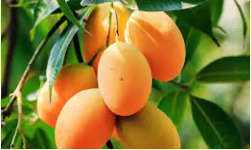 Mangoes: మూడు నెలల ముందే మార్కెట్లోకి మామిడి..ధర ఎంతంటే..?
