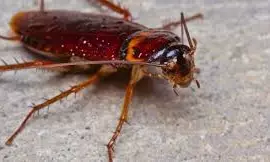 Natural Pest Control? ఒక్క రూపాయి ఖర్చు లేకుండా ఇలా చేస్తే నిమిషాల్లో పరార్!