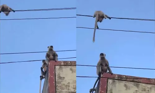 Viral Video: బిడ్డ కోసం సింహంలా పోరాడిన కొండముచ్చు.. ఈ రెస్క్యూ ఆపరేషన్ చూస్తే ఆశ్చర్యపోతారు!