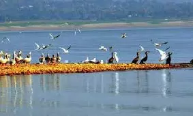Himachal Pradesh: హిమాచల్‌కు సరికొత్త అతిథులు.. పాంగ్ సరస్సులో అరుదైన పక్షుల సందడి!