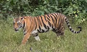 Tiger Alert Near Hyderabad: 50 ఏళ్ల తర్వాత తొలిసారి!