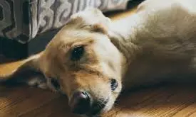 Unmatched Loyalty దృశ్యం: యజమాని ఇక లేడని తెలిసి.. మృతదేహానికి రాత్రంతా కాపలా కాసి, అంత్యక్రియల్లో పాల్గొన్న పెంపుడు కుక్క!