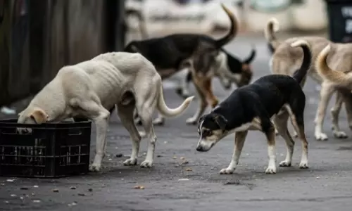 Telangana dog killings: హైదరాబాద్ సమీపంలో మరో దారుణం.. 100 కుక్కలకు విషం, కేసులు నమోదు