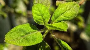 Tulasi Tips: ఇంట్లో తులసి మొక్క ఎండిపోయిందా? పీకేసే ముందు ఈ తప్పులు అస్సలు చేయకండి.. చేస్తే దరిద్రం వెన్నాడుతుంది! Tulasi Tips: ఇంట్లో తులసి మొక్క ఎండిపోయిందా? పీకేసే ముందు ఈ తప్పులు అస్సలు చేయకండి.. చేస్తే దరిద్రం వెన్నాడుతుంది!