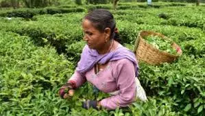 Business Idea: ఉద్యోగం రాలేదని బాధపడుతున్నారా? కేవలం ₹10 టీతో నెలకు ₹40,000 సంపాదించండి.. అద్భుతమైన ప్లాన్ ఇదిగో! Business Idea: ఉద్యోగం రాలేదని బాధపడుతున్నారా? కేవలం ₹10 టీతో నెలకు ₹40,000 సంపాదించండి.. అద్భుతమైన ప్లాన్ ఇదిగో!