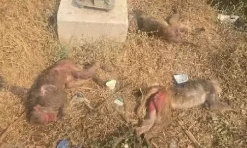 Kamareddy Tragedy: కామారెడ్డిలో కోతుల మందపై విషప్రయోగం - పది కోతులు మృతి