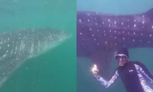 Visakhapatnam: విశాఖ సముద్రంలో అద్భుతం.. స్కూబా డైవర్ల కళ్లముందే భారీ వేల్ షార్క్ సందడి!