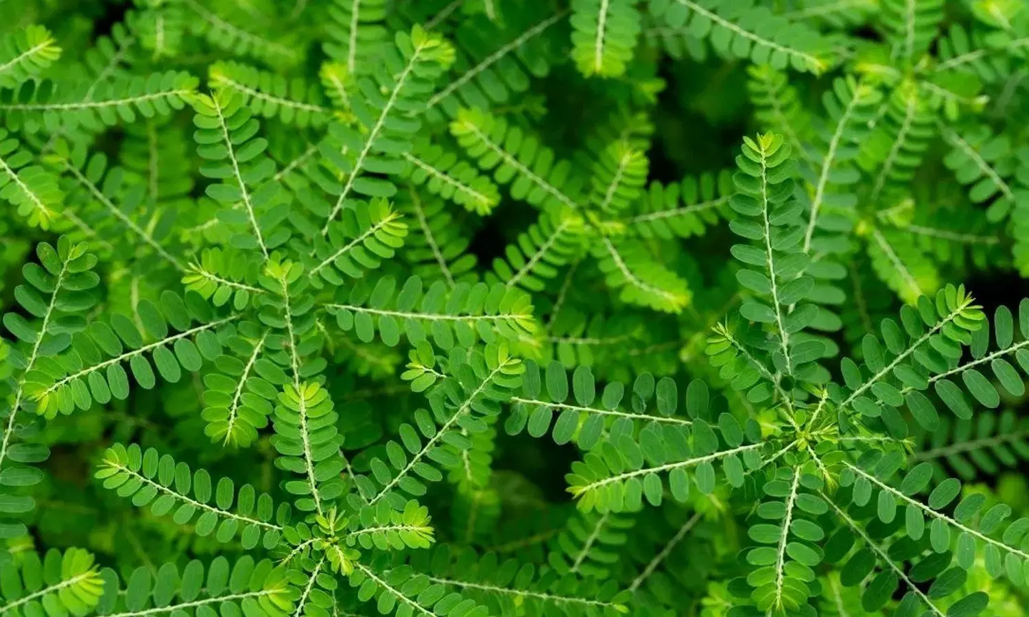 Natural Remedy Natural Remedy