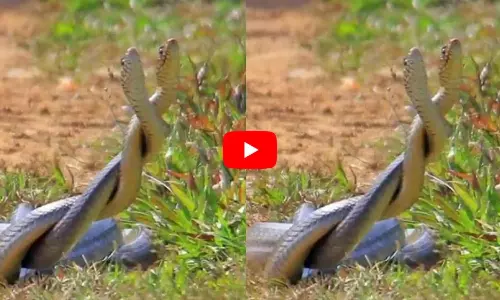 ఒకటి అనుకుంటే రెండు.. పొలంలో భారీ పాముల జంట ప్రత్యక్షం! స్నేక్ క్యాచర్ సాహసోపేత రెస్క్యూ వీడియో వైరల్!