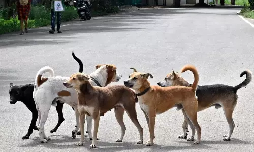 ఖైరతాబాద్‌లో వీధి కుక్కల దాడి.. చిన్నారి తీవ్ర గాయాలు