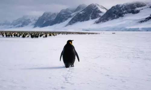 Penguin Story: ప్రపంచాన్ని ఆకట్టుకుంటున్న ఒంటరి ప్రయాణం