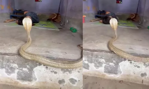 Viral Video: ఇంట్లో నిద్రిస్తున్న యువతి పక్కనే నాగుపాము.. ఏమైందంటే?