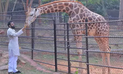 Pawan Kalyan: జంతు ప్రేమికుడిగా పవన్ ఉదారత.. తల్లి అంజనాదేవి జన్మదినం వేళ విశాఖ జూలో కీలక నిర్ణయం!