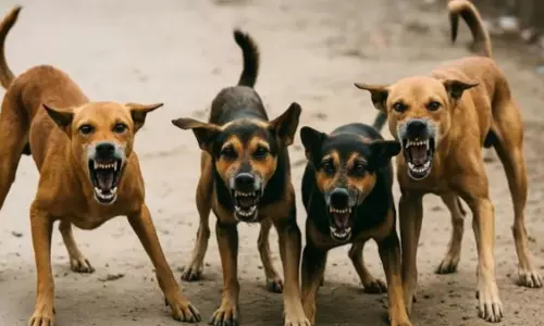 Stray Dogs : కుక్కలను చంపేందుకు రూ.18 వేల సుపారీ..సర్పంచ్, పంచాయతీ కార్యదర్శిపై కేసు Stray Dogs : కుక్కలను చంపేందుకు రూ.18 వేల సుపారీ..సర్పంచ్, పంచాయతీ కార్యదర్శిపై కేసు