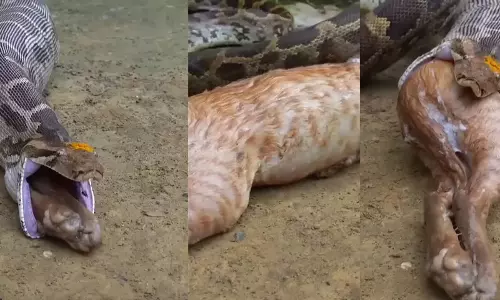 Viral Video: కొండచిలువ వింత ప్రవర్తన.. భారీ జంతువును మింగి వాంతి చేసిన షాకింగ్ వీడియో Viral Video: కొండచిలువ వింత ప్రవర్తన.. భారీ జంతువును మింగి వాంతి చేసిన షాకింగ్ వీడియో