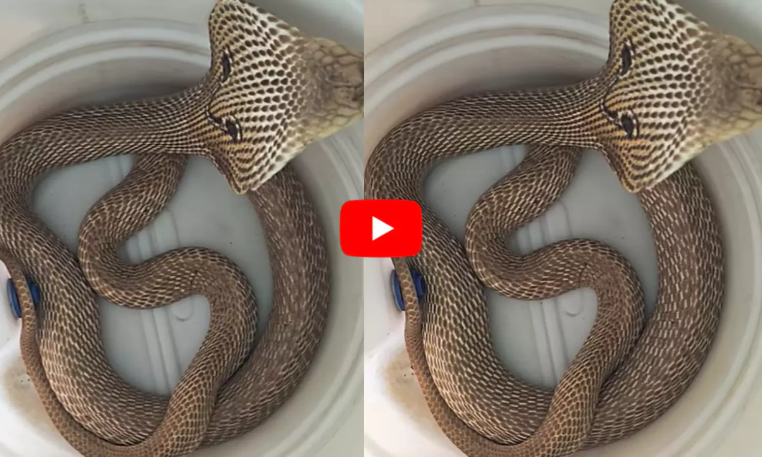 Cobra Hood Video Viral: ప్లాస్టిక్ డబ్బాలో పడగ విప్పిన కింగ్ కోబ్రా.. వైరల్ వీడియో Cobra Hood Video Viral: ప్లాస్టిక్ డబ్బాలో పడగ విప్పిన కింగ్ కోబ్రా.. వైరల్ వీడియో