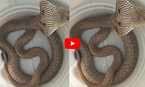 Cobra Hood Video Viral: ప్లాస్టిక్ డబ్బాలో పడగ విప్పిన కింగ్ కోబ్రా.. వైరల్ వీడియో Cobra Hood Video Viral: ప్లాస్టిక్ డబ్బాలో పడగ విప్పిన కింగ్ కోబ్రా.. వైరల్ వీడియో