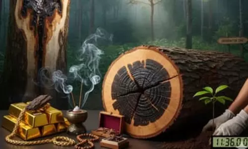 బంగారం కంటే ఖరీదైన కలప.. ఈ చెట్టు ఉంటే మీరు కోటీశ్వరులే! దీని ధర ఎందుకంత అంటే?