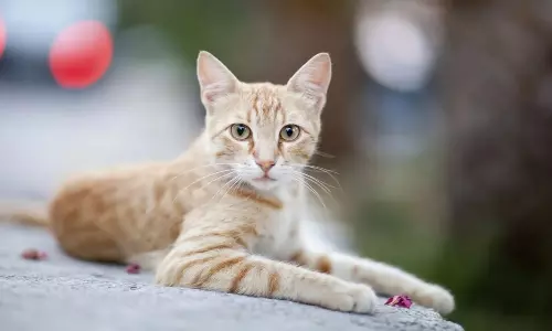 Hyderabad: పిల్లి తెచ్చిన తంటా: పోలీస్ స్టేషన్‌కు చేరిన పెంపుడు పిల్లి సర్జరీ వివాదం!