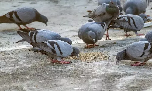 Pigeon Feeding Fine : పుణ్యం వస్తుందనుకుంటే.. జేబుకు చిల్లు పడింది..పావురాలకు మేత వేసినందుకు రూ.2లక్షల ఫైన్