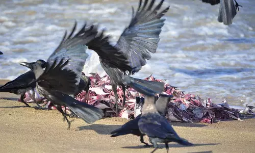 H5N1 Bird Flu detected in crows