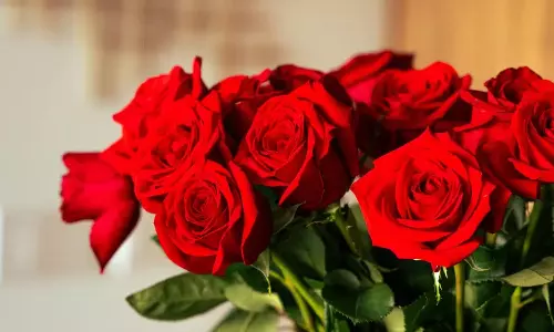 Happy Rose Day 2026