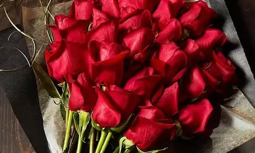 Rose Day 2026