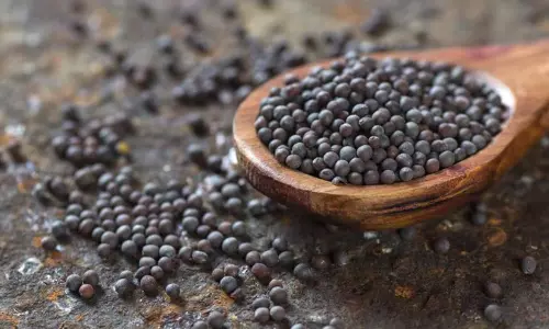 Mustard Seeds: మెటబాలిజం పెంచే ఆవాలు.. కీళ్ల నొప్పుల నుంచి గుండె జబ్బుల వరకు అన్నింటికీ చెక్!
