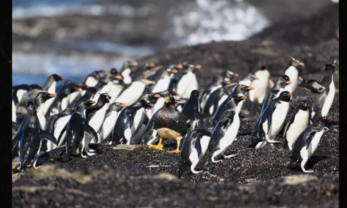 Optical Illusion: ఈ పెంగ్విన్‌ల గుంపులో ఒక వింత పక్షి దాక్కుంది.. 10 సెకన్లలో దానిని గుర్తిస్తే మీరు తోపులే!