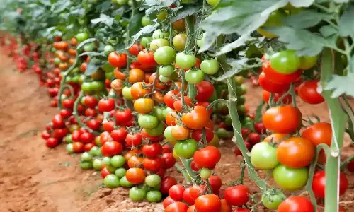 Tomato Farming: తక్కువ పెట్టుబడి.. లక్షల్లో లాభం.. ఈ మ్యాజిక్‌తో మీ అదృష్టం మార్చుకోండి
