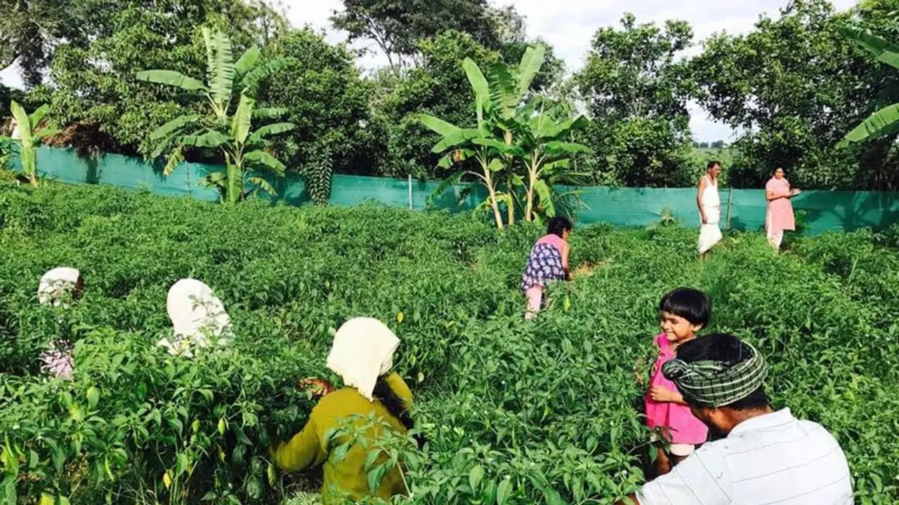 Organic Farming : సేంద్రీయ వ్యవసాయ కూరగాయలను తింటే ఎన్ని లాభాలో..! Organic Farming : సేంద్రీయ వ్యవసాయ కూరగాయలను తింటే ఎన్ని లాభాలో..!