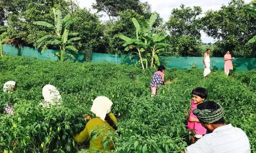 Organic Farming : సేంద్రీయ వ్యవసాయ కూరగాయలను తింటే ఎన్ని లాభాలో..!